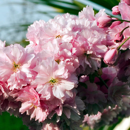 Pink Perfection Cherry Blossom Tree Ornamental Trees