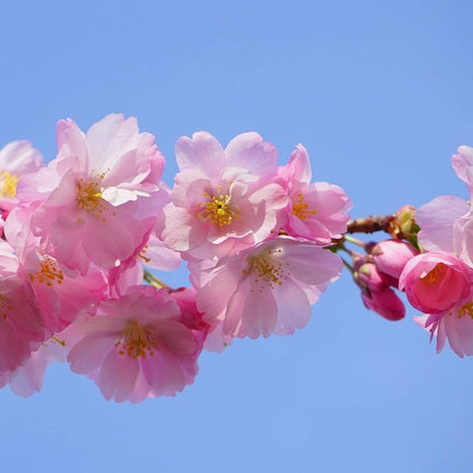 Pink Perfection Cherry Blossom Tree Ornamental Trees