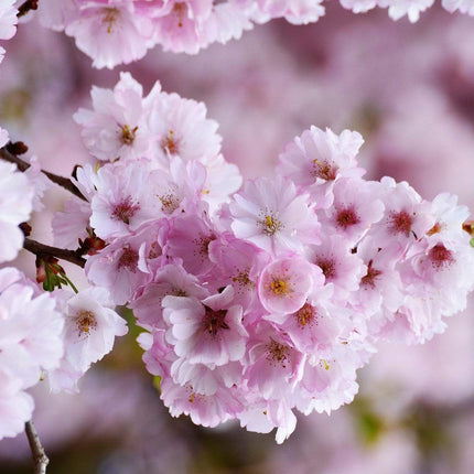 Single Pink Weeping Cherry Blossom Tree | Prunus Pendula Rubra Ornamental Trees