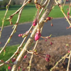 Single Pink Weeping Cherry Blossom Tree | Prunus Pendula Rubra Ornamental Trees