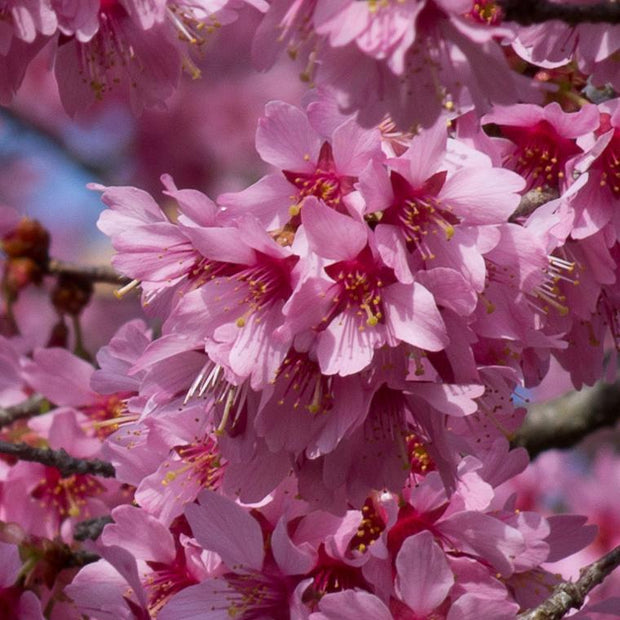 Small Pink Cherry Blossom Tree | Prunus 'Okame' Ornamental Trees