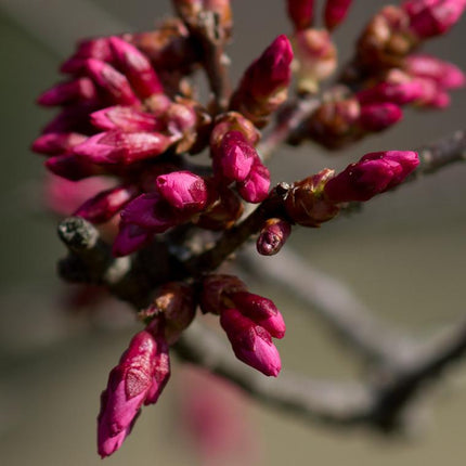 Small Pink Cherry Blossom Tree | Prunus 'Okame' Ornamental Trees