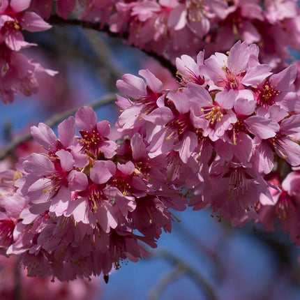 Small Pink Cherry Blossom Tree | Prunus 'Okame' Ornamental Trees