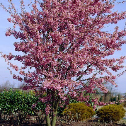 Small Pink Cherry Blossom Tree | Prunus 'Okame' Ornamental Trees