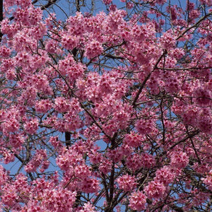 Small Pink Cherry Blossom Tree | Prunus 'Okame' Ornamental Trees