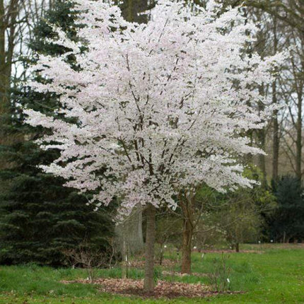 The Bride Cherry Blossom Tree | Prunus incisa Ornamental Trees