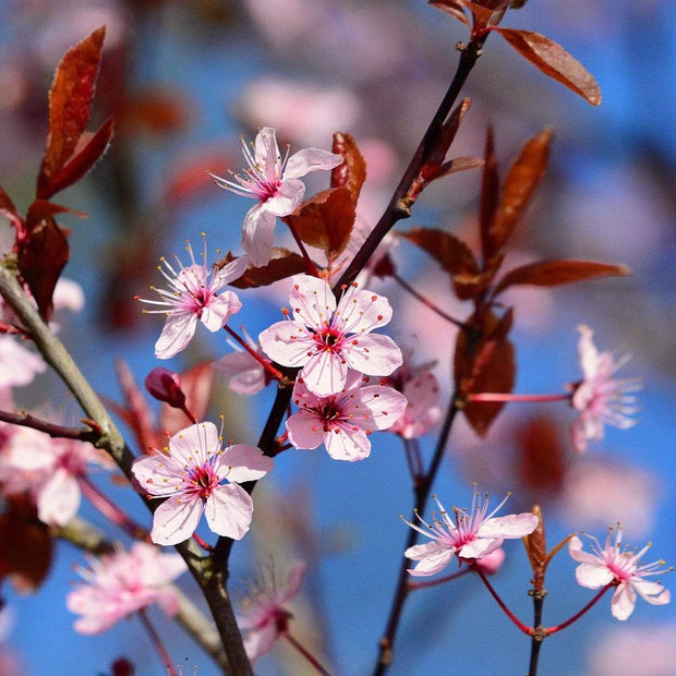 Black Cherry Plum Tree | Prunus cerasifera 'Nigra' Ornamental Trees