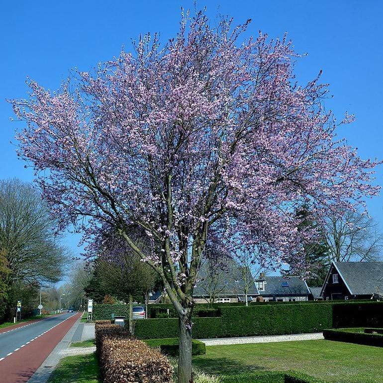 Black Cherry Plum Tree | Prunus cerasifera 'Nigra' Ornamental Trees