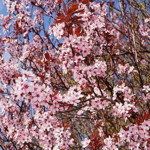 Black Cherry Plum Tree | Prunus cerasifera 'Nigra' Ornamental Trees