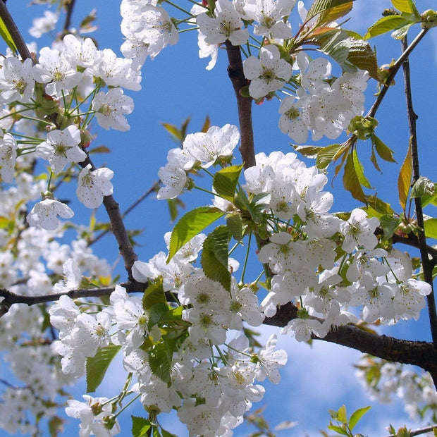 Great White Cherry Blossom Tree | Prunus 'Tai-Haku' Ornamental Trees