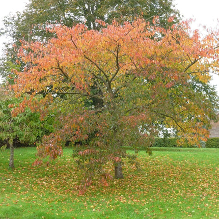 Great White Cherry Blossom Tree | Prunus 'Tai-Haku' Ornamental Trees