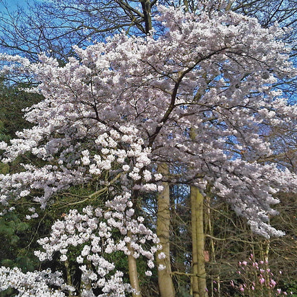 Great White Cherry Blossom Tree | Prunus 'Tai-Haku' Ornamental Trees