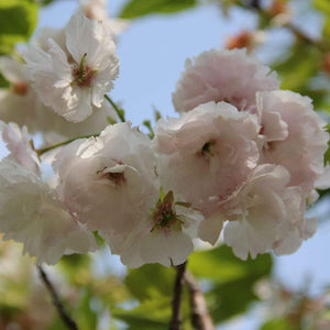 Blushing Bride Cherry Blossom Tree | Prunus 'Shogetsu' Ornamental Trees