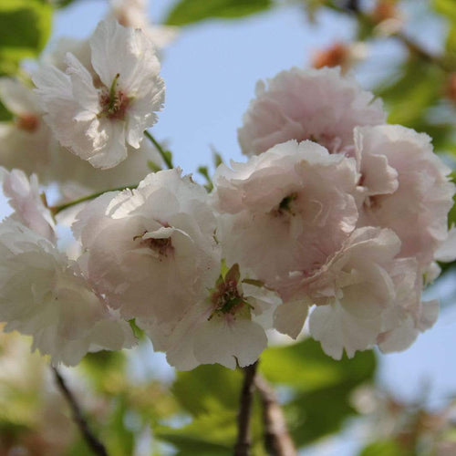 Blushing Bride Cherry Blossom Tree | Prunus 'Shogetsu' Ornamental Trees