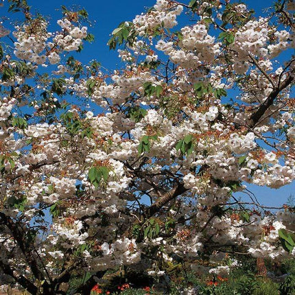Blushing Bride Cherry Blossom Tree | Prunus 'Shogetsu' Ornamental Trees
