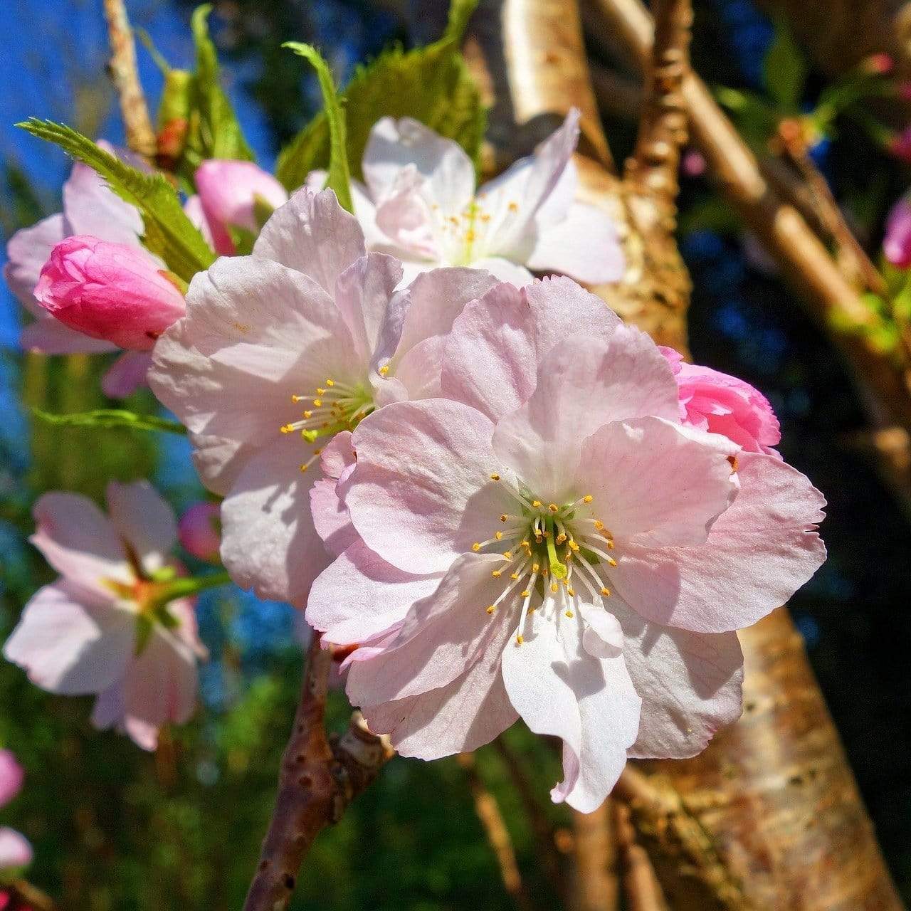 Japanese Cherry Blossom Tree | Prunus 'Shirofugen'