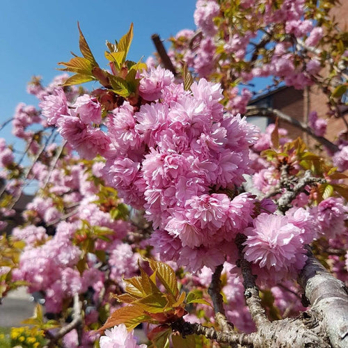 Cheal's Weeping Cherry Blossom Tree | Prunus 'Kiku-Shidare' Ornamental Trees