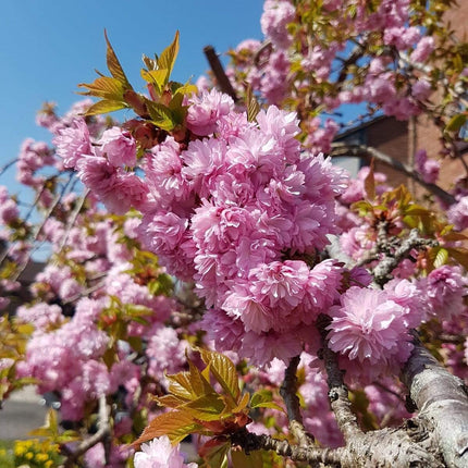 Cheal's Weeping Cherry Blossom Tree | Prunus 'Kiku-Shidare' Ornamental Trees