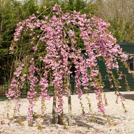 Cheal's Weeping Cherry Blossom Tree | Prunus 'Kiku-Shidare' Ornamental Trees