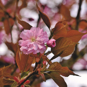 Japanese Cherry Blossom Tree | Prunus serrulata 'Kanzan' Ornamental Trees