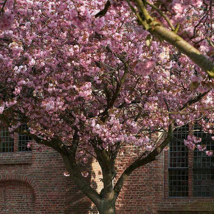 Japanese Cherry Blossom Tree | Prunus serrulata 'Kanzan' Ornamental Trees