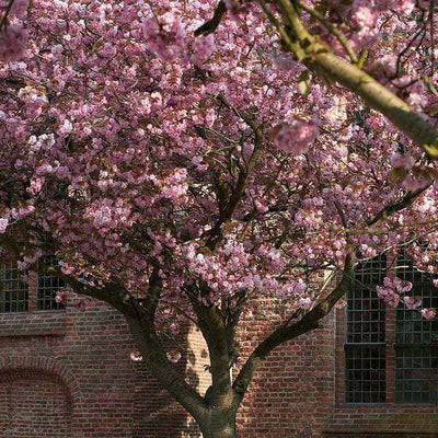Best Pink Cherry Blossom Trees Ornamental Trees