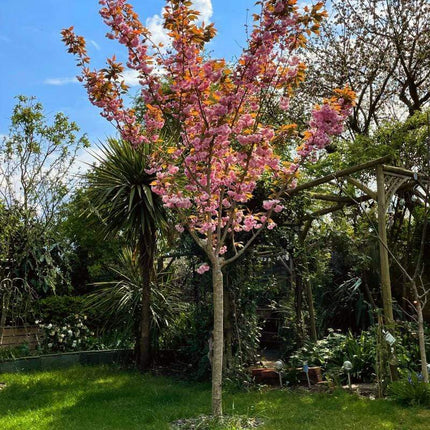 Japanese Cherry Blossom Tree | Prunus serrulata 'Kanzan' Ornamental Trees