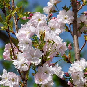 'Flagpole' Cherry Blossom Tree | Prunus Amanogowa Ornamental Trees