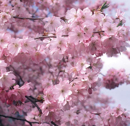 Accolade Cherry Blossom Tree Ornamental Trees
