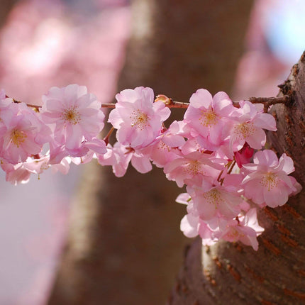 Accolade Cherry Blossom Tree Ornamental Trees
