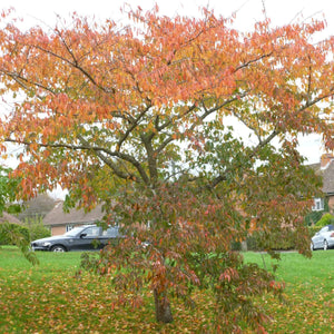 Accolade Cherry Blossom Tree Ornamental Trees