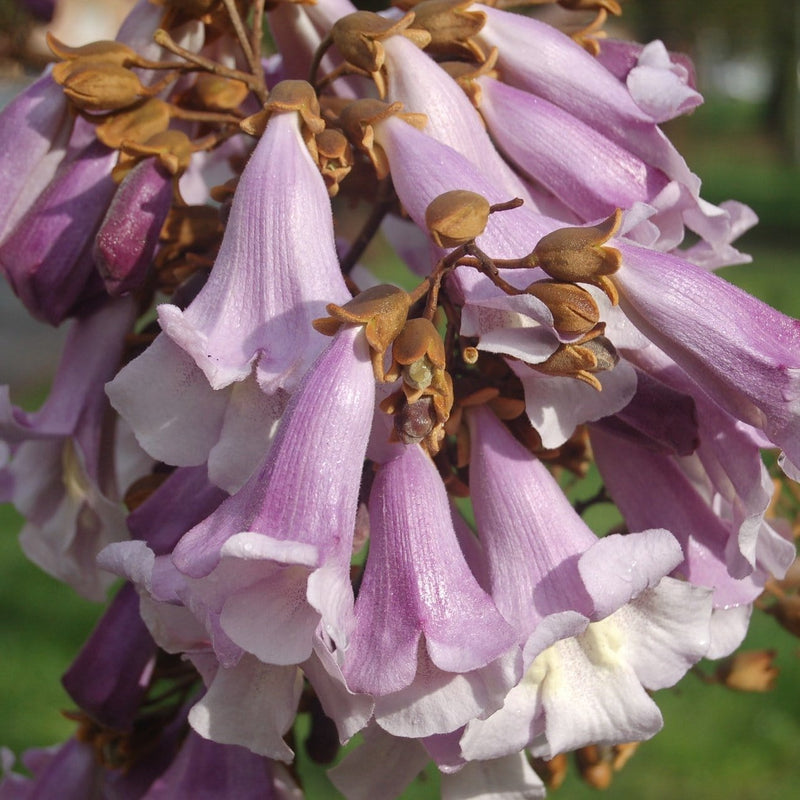 Foxglove Tree | Paulownia tomentosa Ornamental Trees