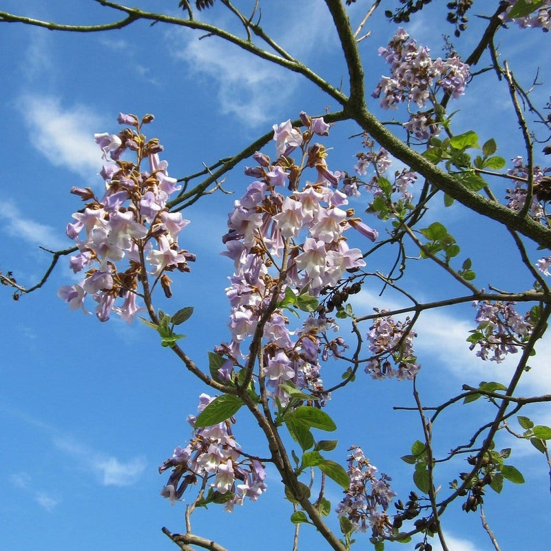 Foxglove Tree | Paulownia tomentosa Ornamental Trees