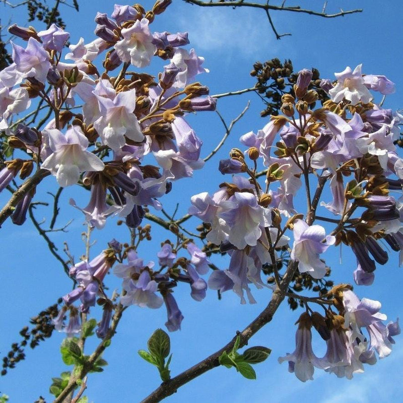 Foxglove Tree | Paulownia tomentosa Ornamental Trees