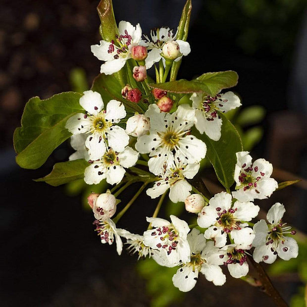 Ornamental Pear Tree | Pyrus Chanticleer Ornamental Trees