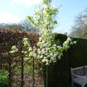 Ornamental Pear Tree | Pyrus Chanticleer Ornamental Trees