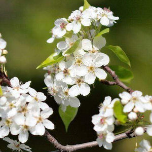 Ornamental Pear Tree | Pyrus Chanticleer Ornamental Trees