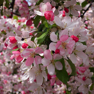 Sun Rival' Crabapple Tree Ornamental Trees