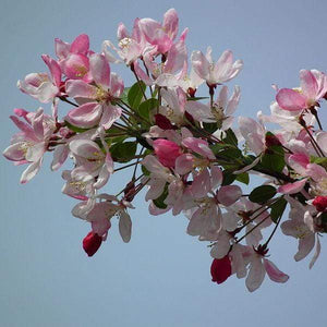 Sun Rival' Crabapple Tree Ornamental Trees