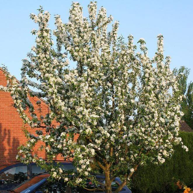 'John Downie' Crabapple Tree