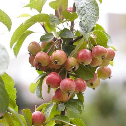 Evereste Crabapple Tree Ornamental Trees