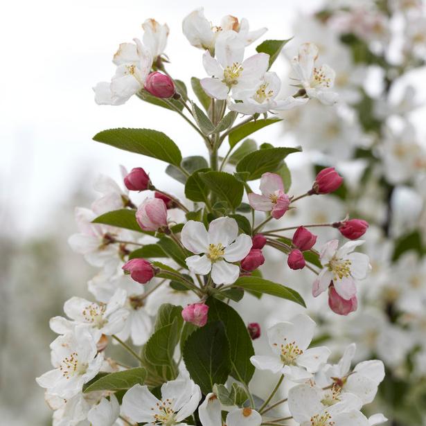'Evereste' Crabapple Tree