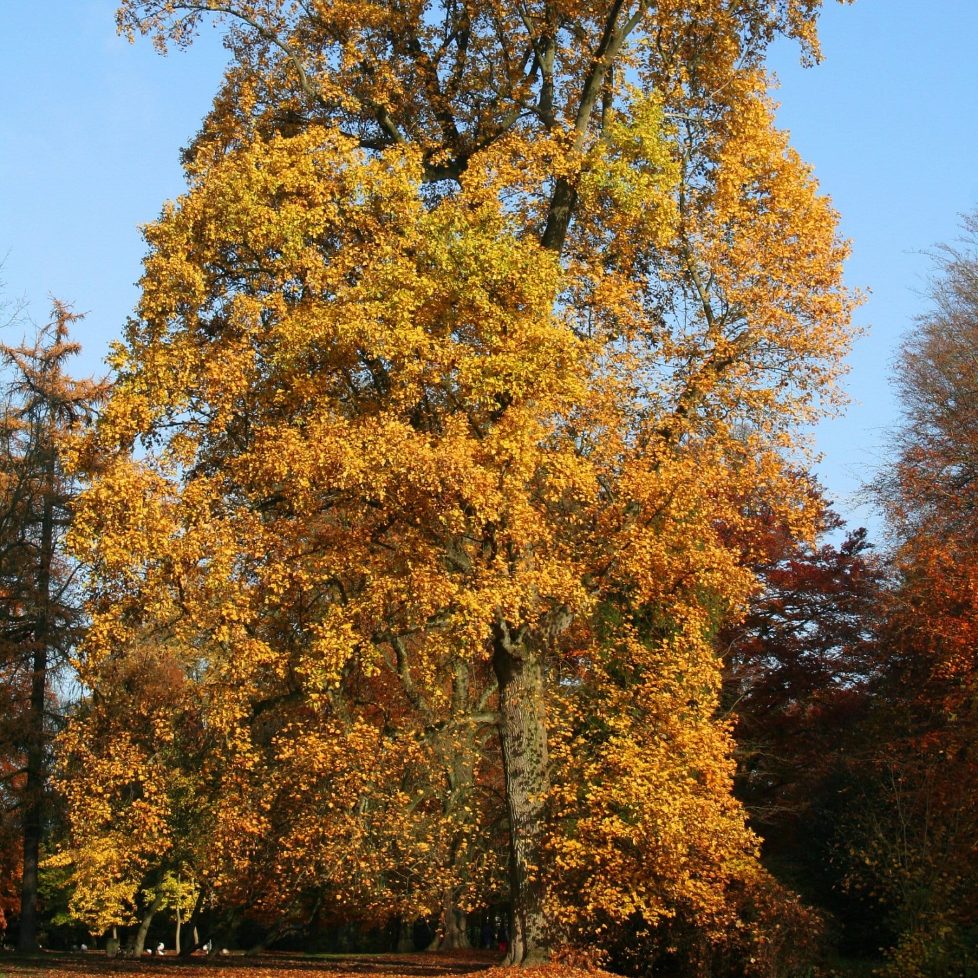 Inter3esting Tree Odd Trees One Little Leaf / All The Things A Tree Can Be / The Odd One