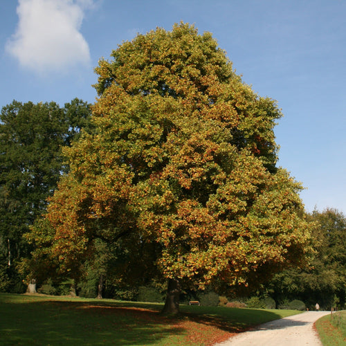 Tulip Tree | Liriodendron tulipifera Ornamental Trees