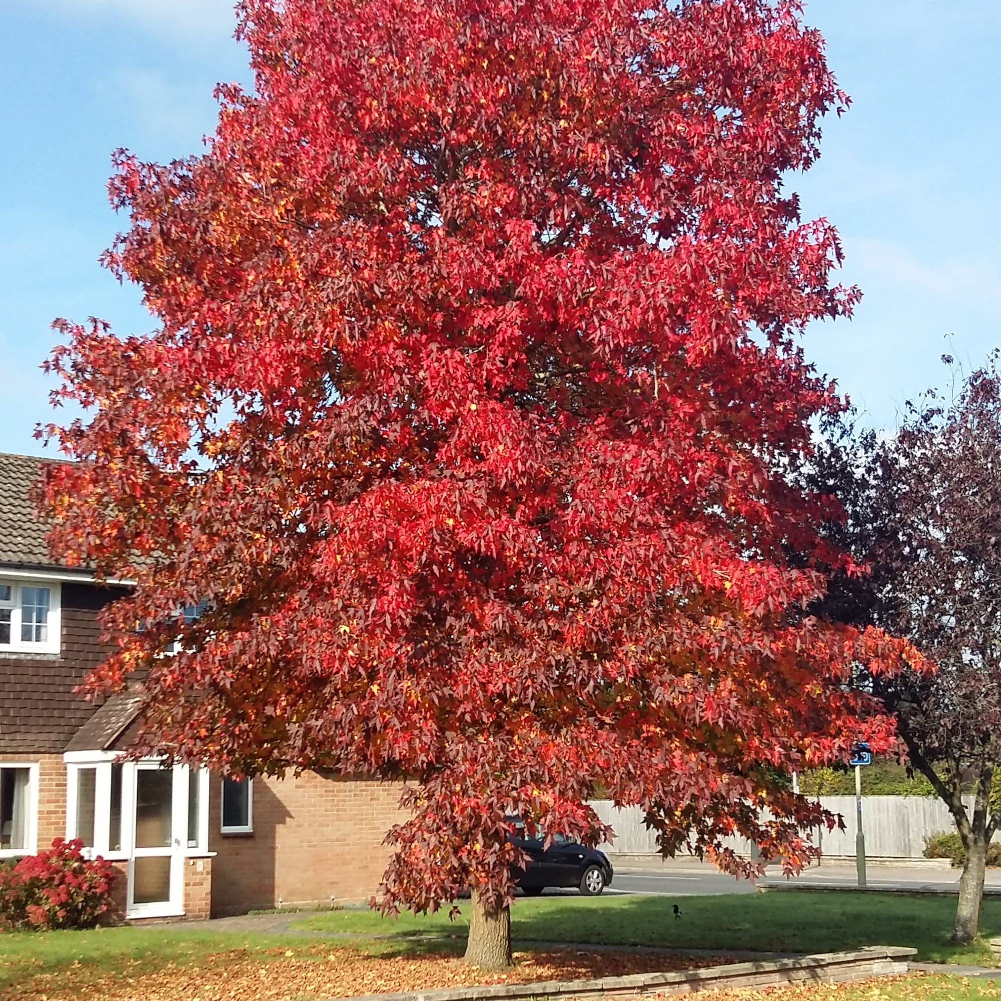 Styraciflua Tree Sweetgum Tree | Liquidambar styraciflua 'Worplesdon' – Roots Plants