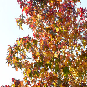 Sweetgum Tree | Liquidambar styraciflua 'Worplesdon' Ornamental Trees