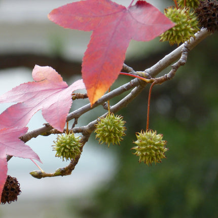 Sweetgum Tree | Liquidambar styraciflua 'Worplesdon' Ornamental Trees