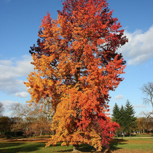 Sweetgum Tree | Liquidambar styraciflua Ornamental Trees