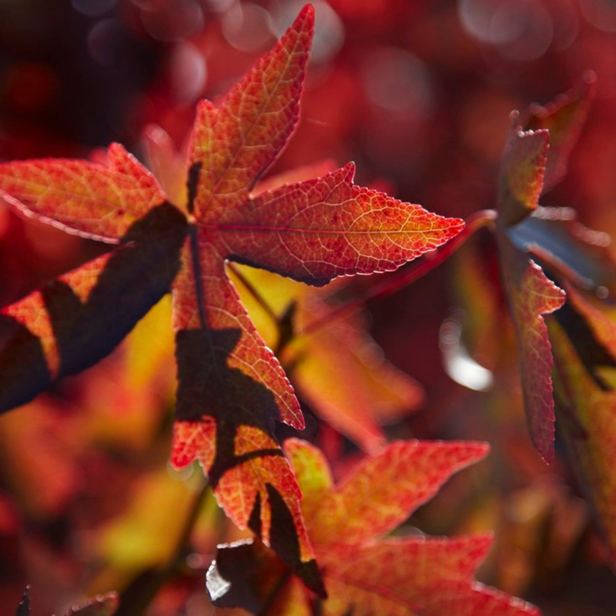 Sweetgum Tree | Liquidambar styraciflua – Roots Plants