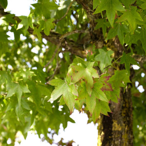 Sweetgum Tree | Liquidambar styraciflua Ornamental Trees